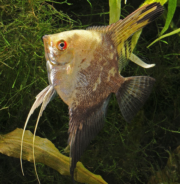 Angelfish - California Green Smokey Half Black Leopard - Small Angelfish - California Green Smokey Half Black Leopard - Small